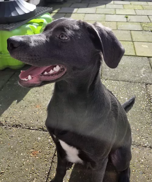 Onze mack zoekt een gouden mandje - afbeelding 3