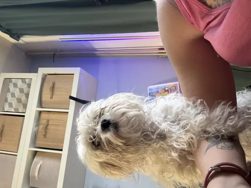 Maltezer reu - afbeelding 3