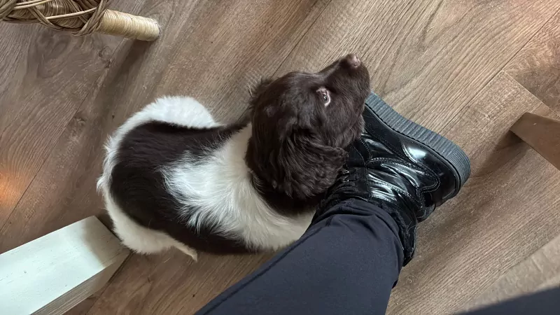 Friesche stabij pup 9 weken - afbeelding 2