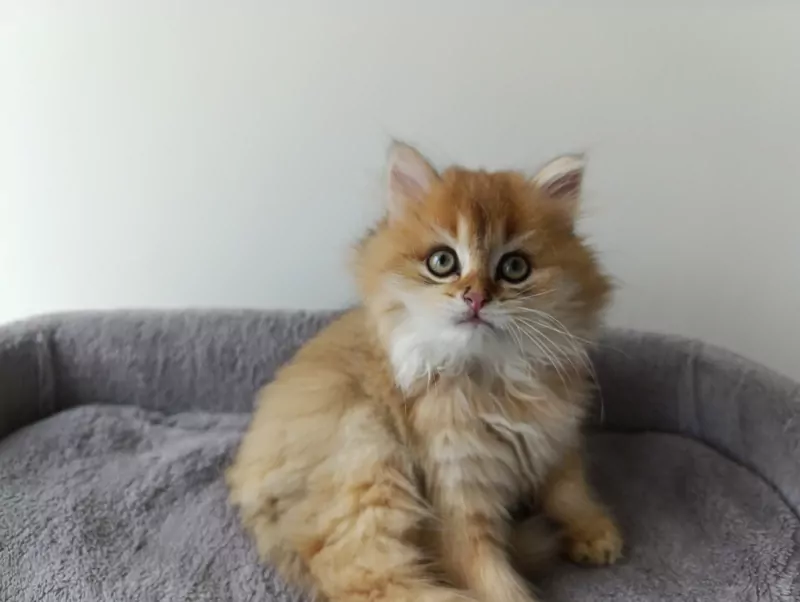 Britse langhaar golden kitten katertje - afbeelding 2