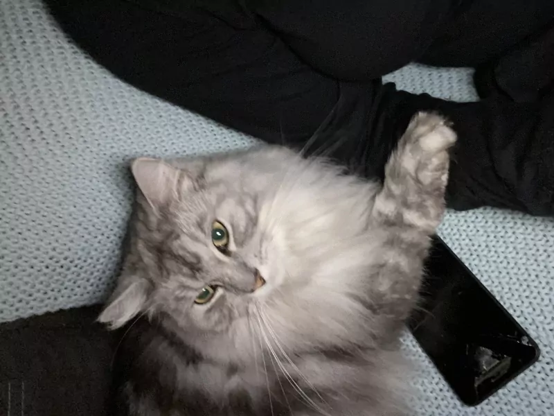2 lieve gecastreerde katers - afbeelding 6
