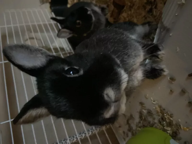 Mama dwergkonijn en haar 2 kindjes - afbeelding 2
