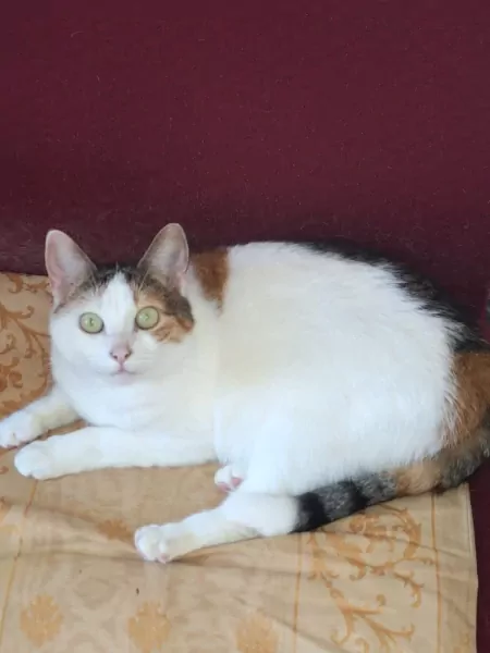 europese kortharige poes - afbeelding 5