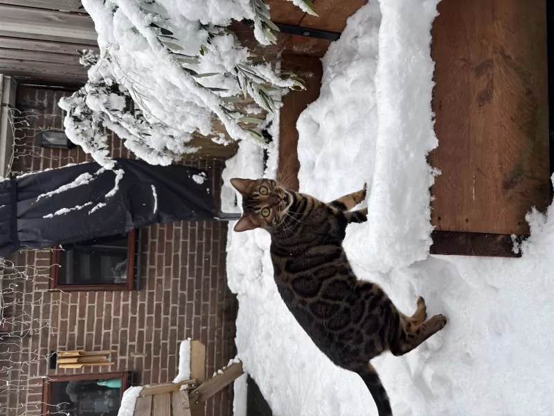 Bengaal kater - afbeelding 4