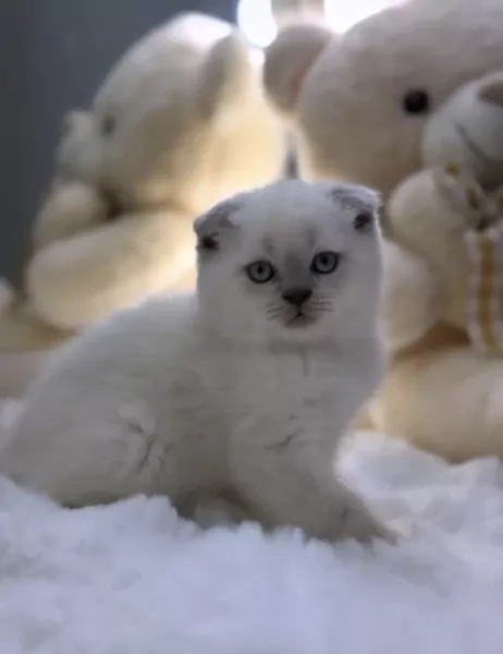 Exclusieve Bluepoint Scottish - afbeelding 5