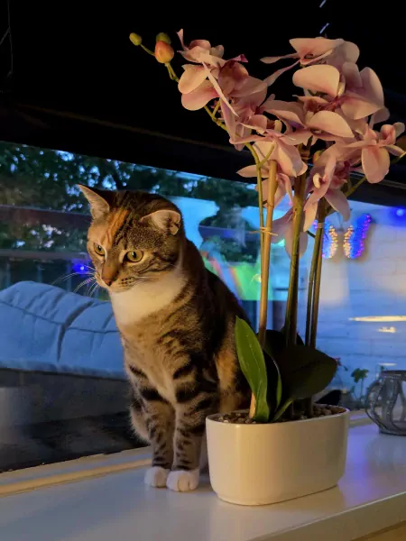 Poes zoekt gouden mandje 🥰 - afbeelding 2