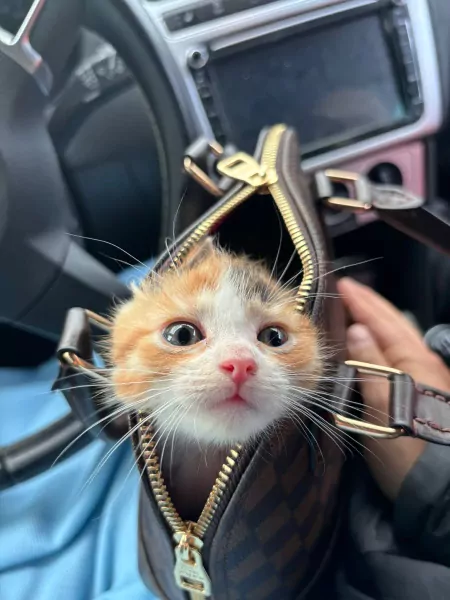 Lieve poes Mia zoekt een nieuw huisje - afbeelding 4