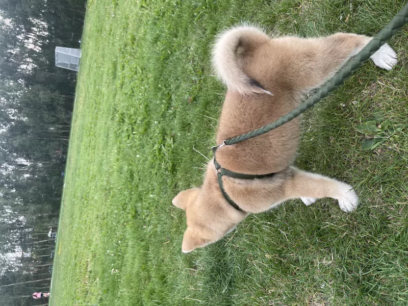 Japanse Akita - afbeelding 3