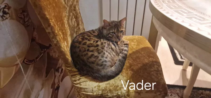 Bengaalse kat - afbeelding 4