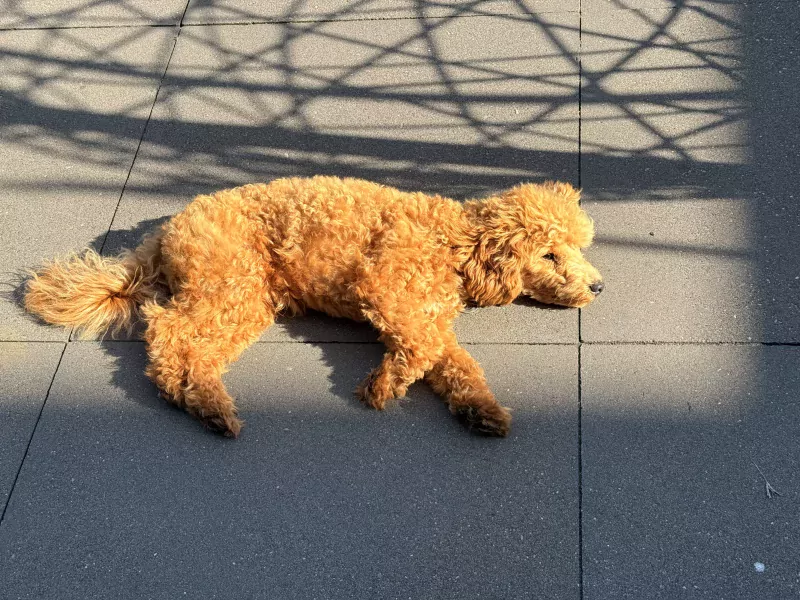 We zoeken een nieuw huisje voor onze puppy - afbeelding 2
