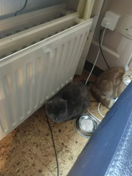 Twee lieve katten samen of apart zoekend naar thuis - afbeelding 5