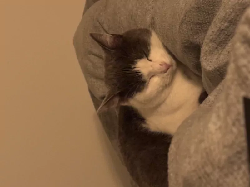 Ontzettend lieve kat Juna - afbeelding 3
