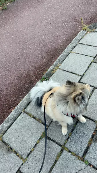 Pomchi te koop 2jaar - afbeelding 1