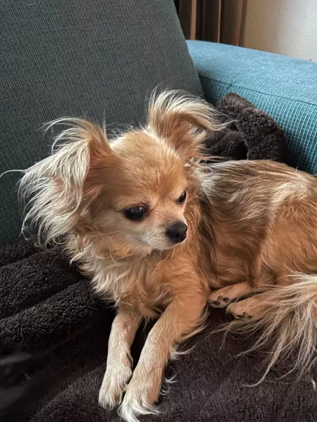 2 chihuahua hondjes moeder en dochter - afbeelding 6