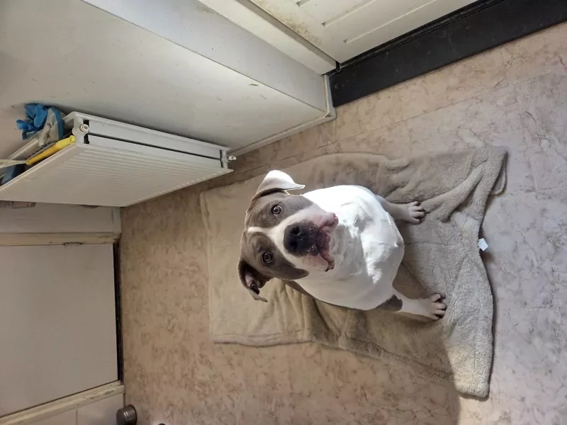 Stafford mix (reu) en bully (teefje) - afbeelding 5
