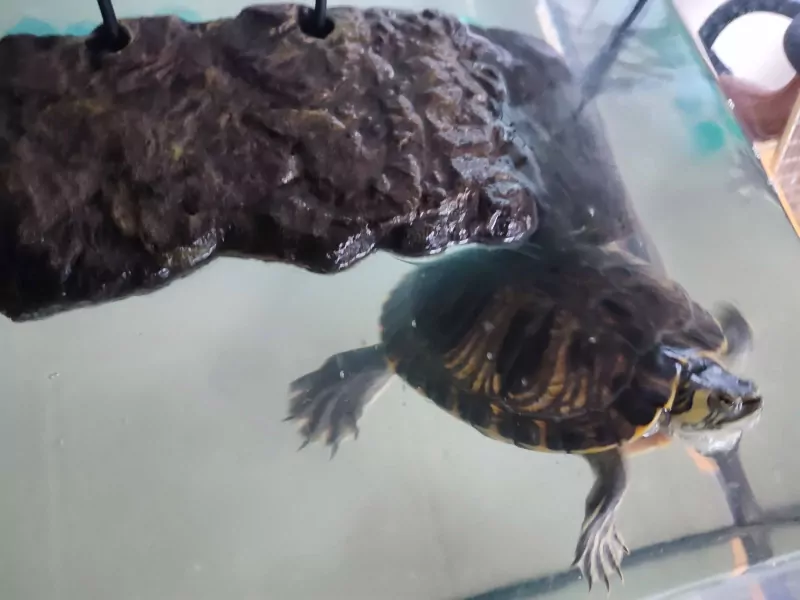 Waterschildpad - afbeelding 4