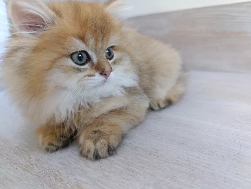 Britse langhaar golden kitten katertje - afbeelding 4