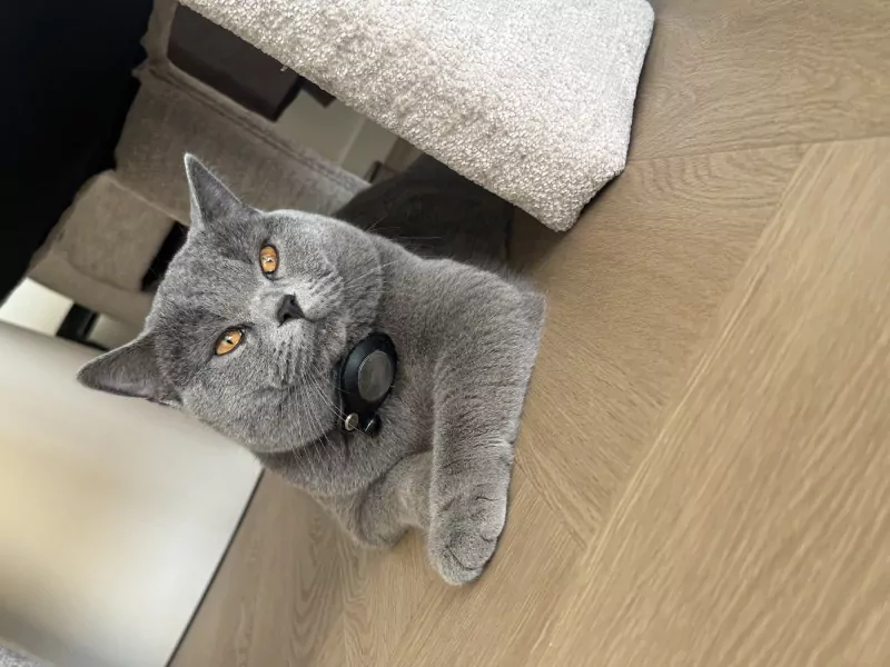 Twee prachtige Britse korthaar katten - afbeelding 2