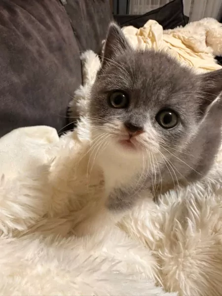 kittens, jongetje - afbeelding 3