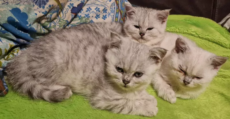 Britse Korthaar kittens te koop - afbeelding 1