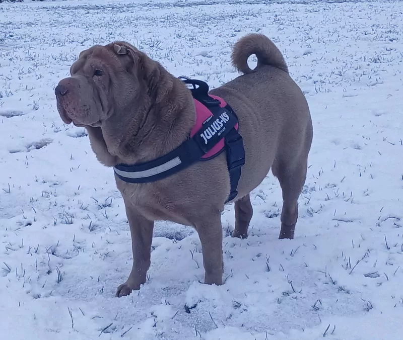 7 Jaar Ginger - Teefje Shar-pei - afbeelding 3