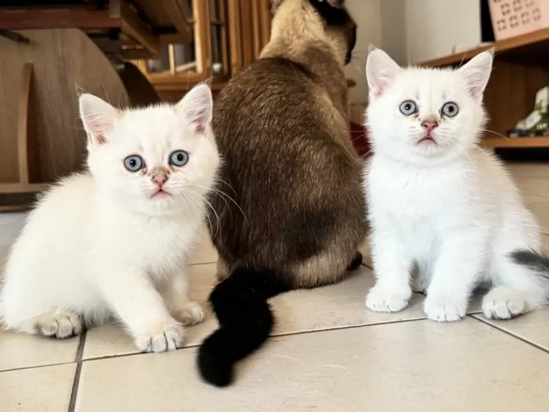 2 prachtige kittens (BKH + Siamees) - afbeelding 1