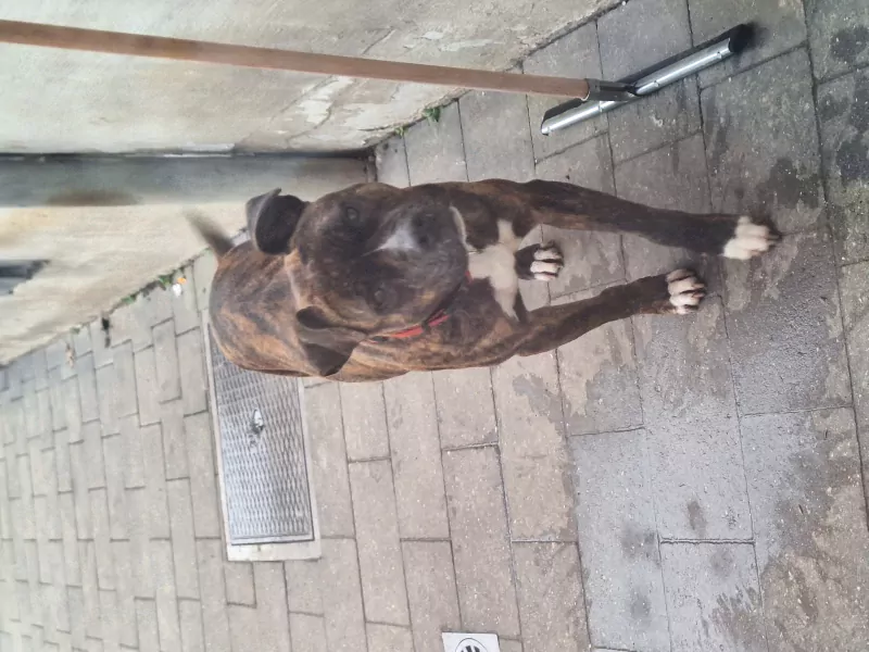 Stafford teefje zoekt warme thuis - afbeelding 2