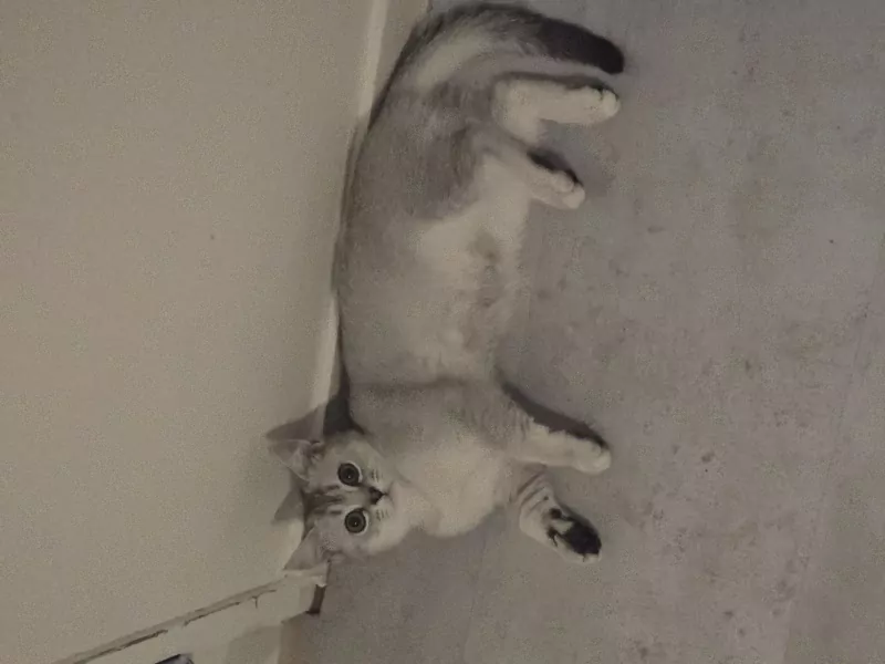 Luna 5 maanden poesje vader Brits korthaar - afbeelding 3