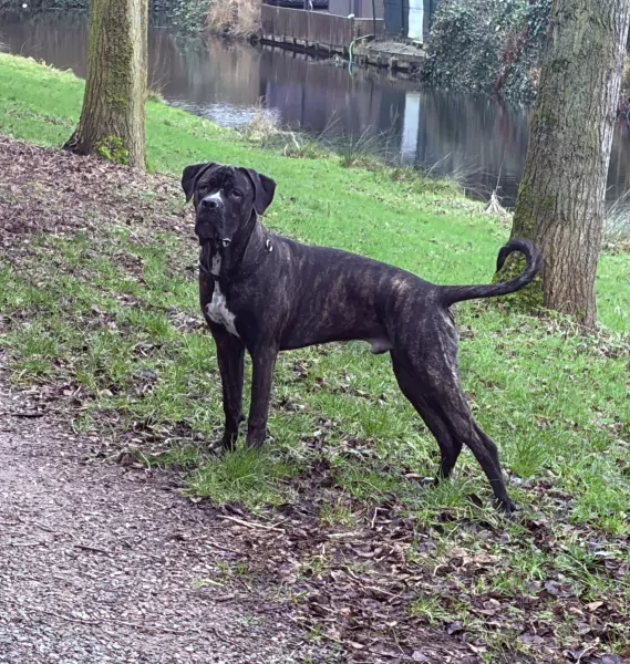 Cane corso reu - afbeelding 6