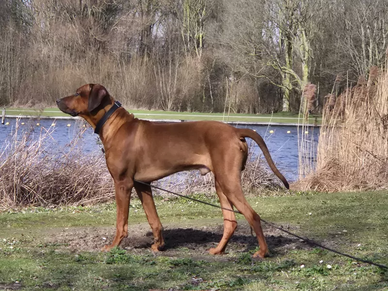 Nieuw thuis voor onze mooie Rody - afbeelding 6