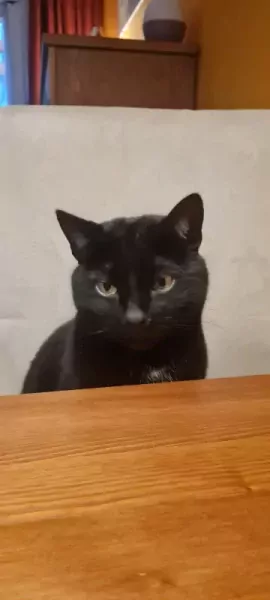 Ziggy en Marley - afbeelding 6