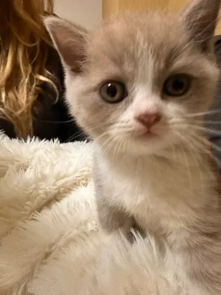 kittens, jongetje - afbeelding 9