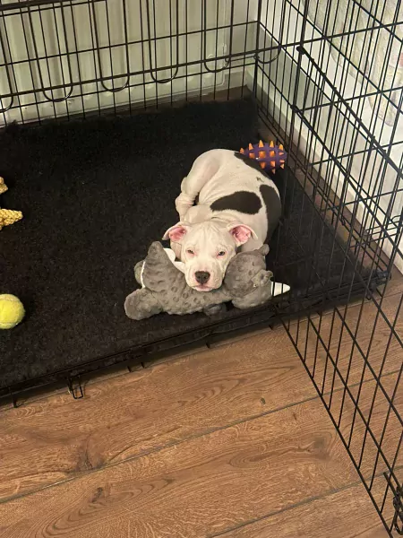 Amerikaanse Stafford Pup - afbeelding 2