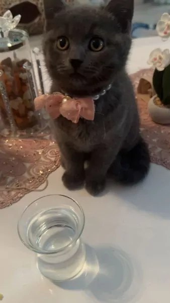 Britsche korthaar kittens te koop - afbeelding 6