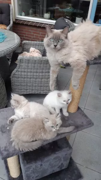 Ragdoll kittens met stamboom - afbeelding 3