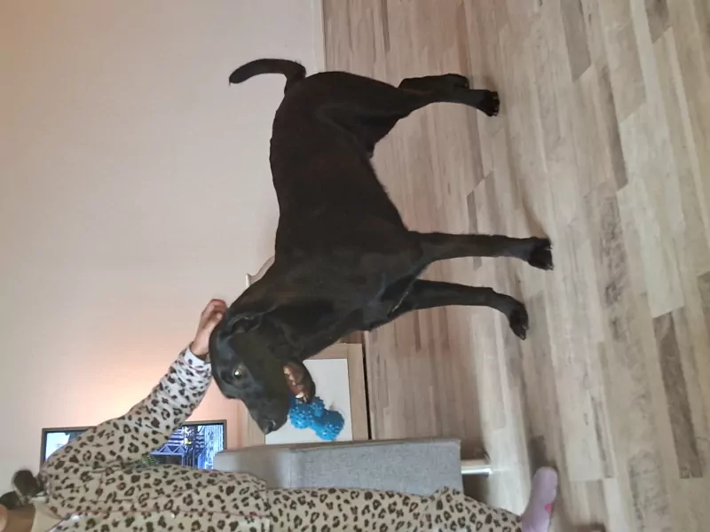 Lieve mechelse herder/labrador - afbeelding 2