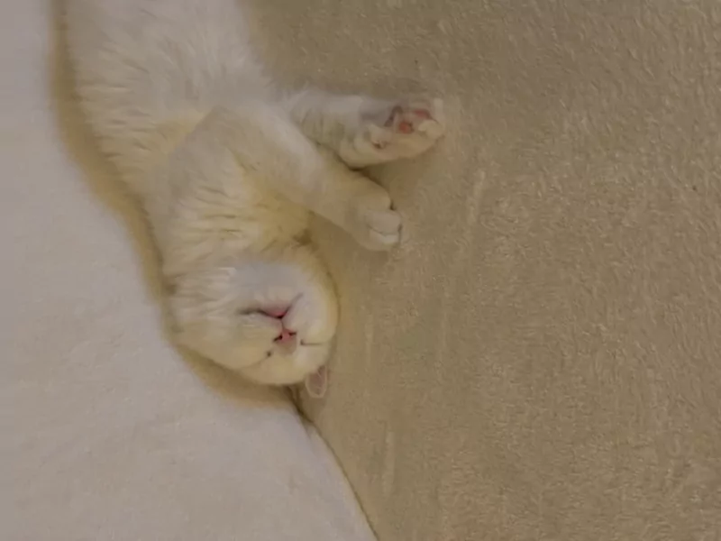 2 maine coons te koop - afbeelding 4