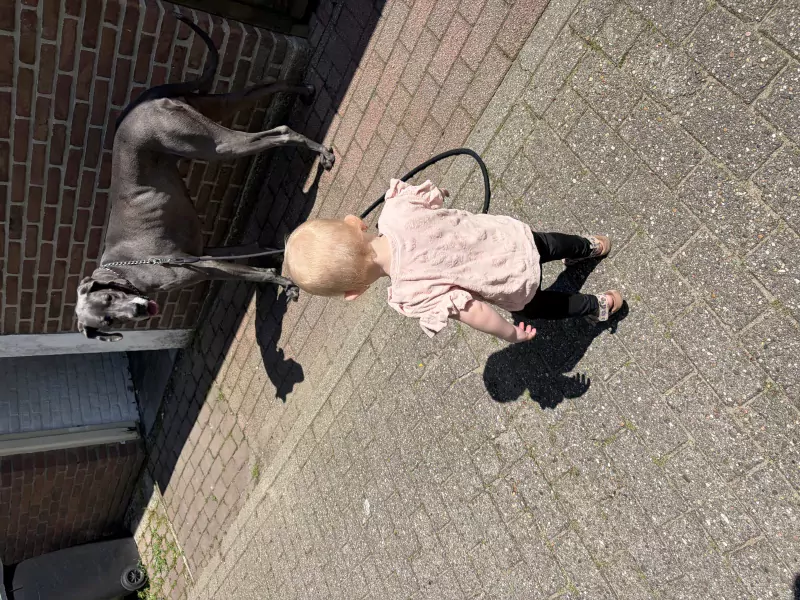 Duitse dog harlekijn teef - afbeelding 3
