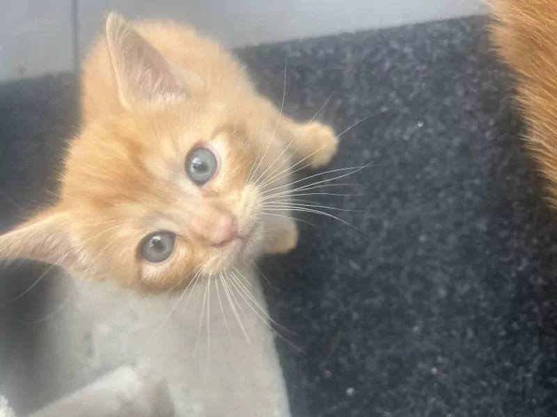 kittens te koop - afbeelding 5