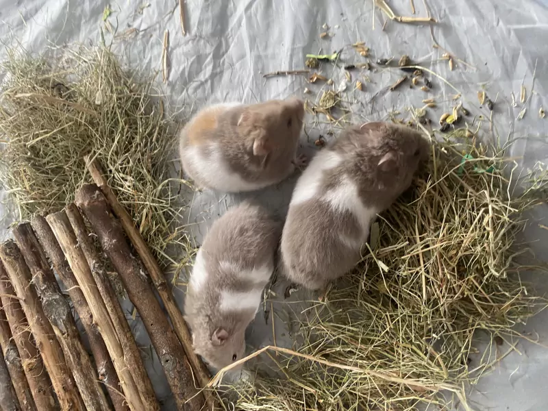 Mooie Syrische hamsters - afbeelding 4