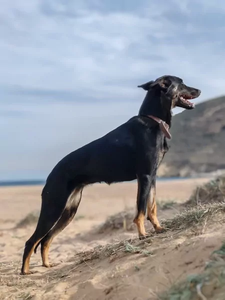 Nieuwe thuis gezocht voor Bo - afbeelding 1