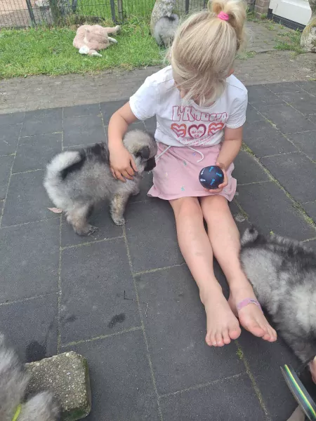 nestjes