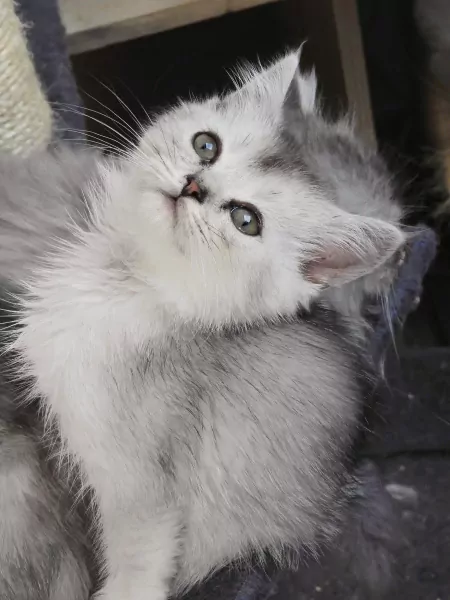 Ragdoll mix Perzische kittens - afbeelding 1