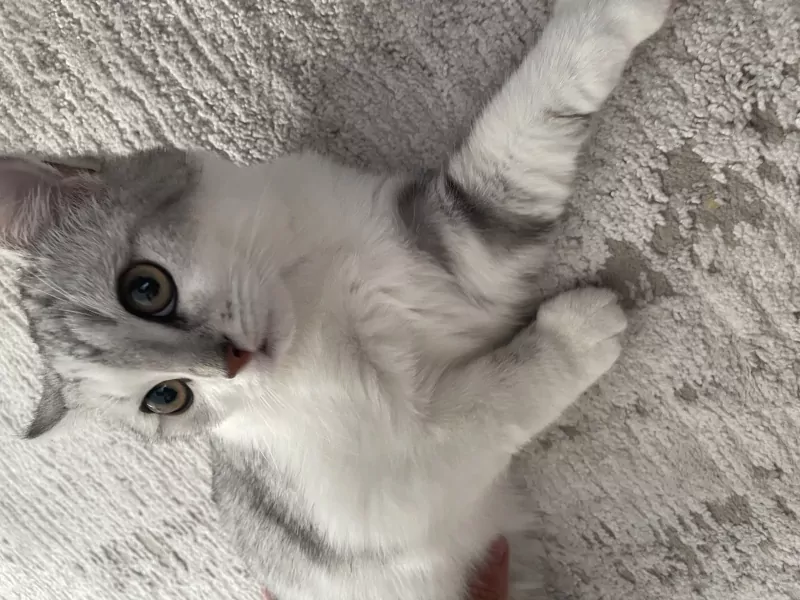 Britse Korthaar - afbeelding 1