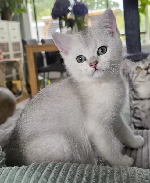 Brits korthaar Black silver shaded kitten (kater) - afbeelding 1