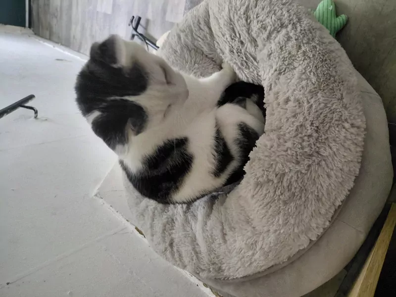 Een lieve poes genaamd Bella - afbeelding 2