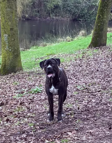 Cane corso reu - afbeelding 5