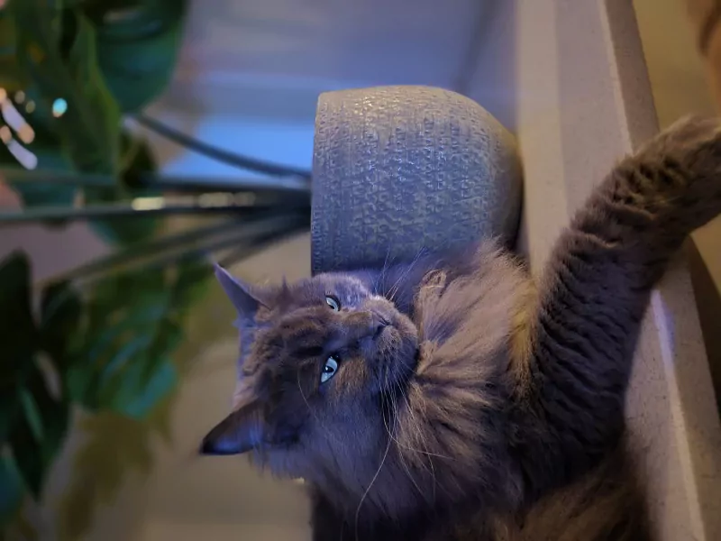Maincoon poes kleur blauw - afbeelding 1