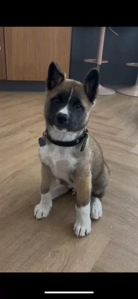 Lieve Amerikaanse akita van 12 weken oud. - afbeelding 6