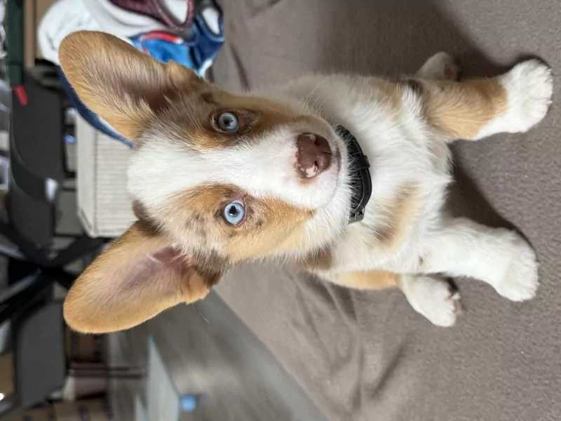 Mooie Welsh Corgi Cardigan reu red merle - afbeelding 3